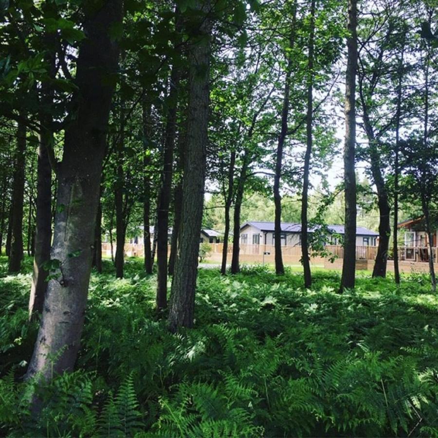 Hollicarrs - Stag Lodge Йорк Екстер'єр фото
